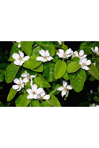 Cydonia oblonga ‘Muscatnaya’